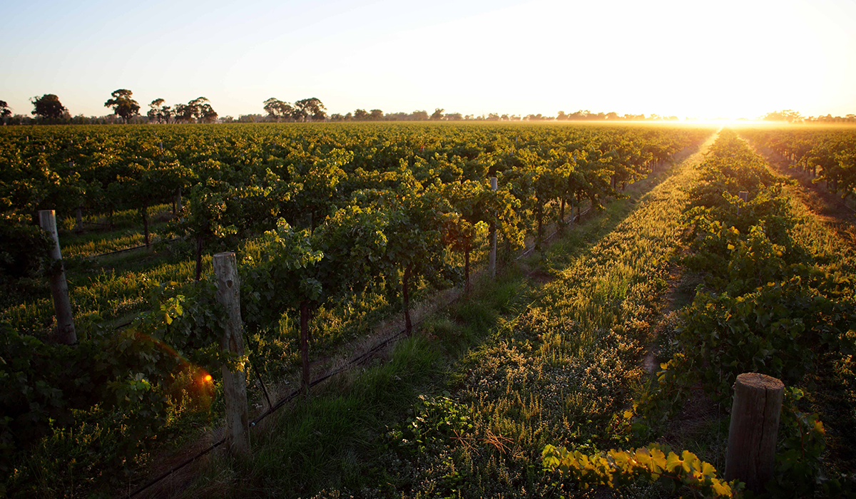 Turners Crossing vineyard